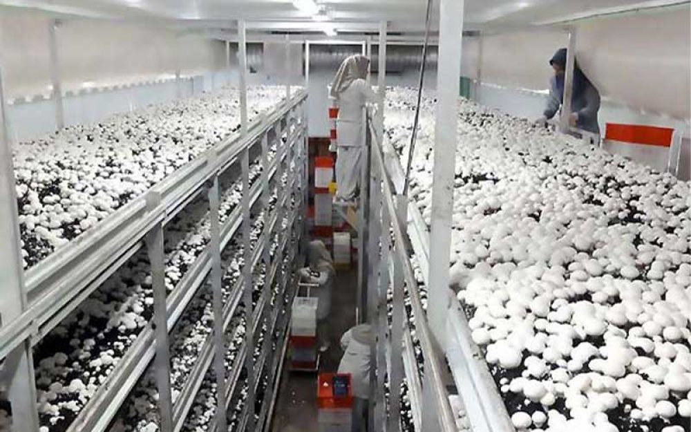 ایمن تهویه الوند