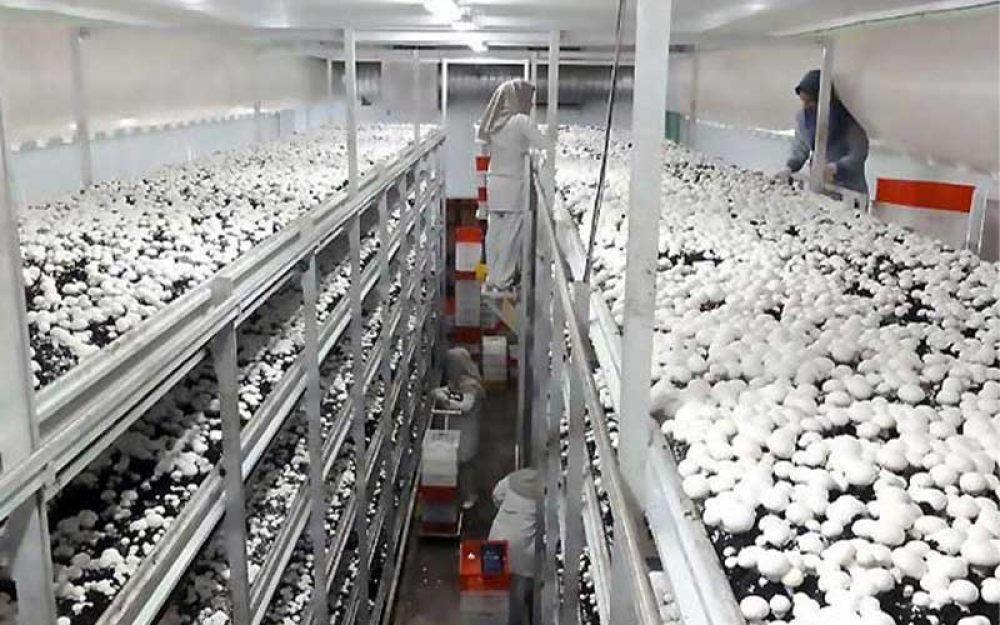 ایمن تهویه الوند